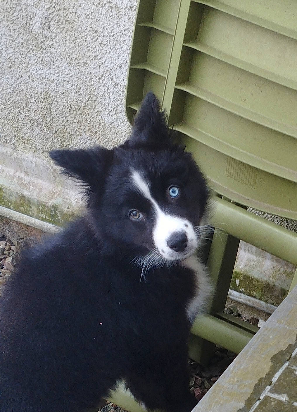 Under a rejoint le concours — aidez-le/la à gagner de superbes lots ! canidae, carnivore, companion_dog, dog, dog_breed, felidae, fur, herding_dog, small_to_medium_sized_cats, snout, sporting_group, tail, terrestrial_animal, whiskers, working_animal, working_dog