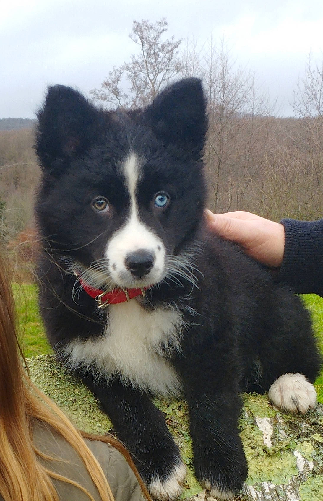Under participe au concours pour gagner de l'argent avec cette photo : australian_collie, border_collie, canidae, carnivore, cloud, collar, companion_dog, dog, dog_breed, fur, grass, herding_dog, sky, snout, sporting_group, terrestrial_animal, working_animal, working_dog