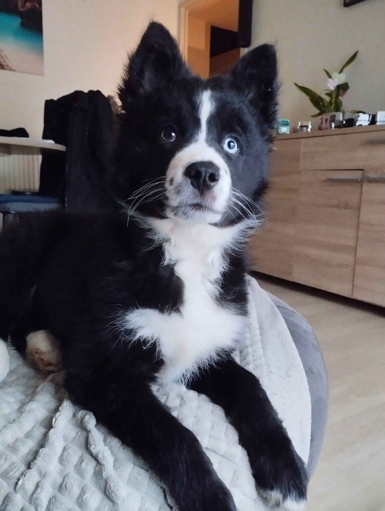 Under a rejoint le concours — aidez-le/la à gagner de superbes lots ! border_collie, cabinetry, canidae, carnivore, chest_of_drawers, companion_dog, cupboard, dog, dog_breed, drawer, fur, herding_dog, houseplant, non_sporting_group, plant, snout, sporting_group, whiskers, working_animal, working_dog