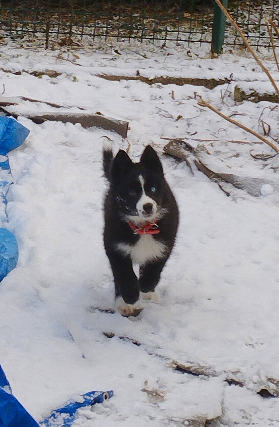 Under participe au concours pour gagner de l'argent avec cette photo : blue, canidae, canis, carnivore, companion_dog, dog, dog_breed, freezing, frost, fur, herding_dog, non_sporting_group, siberian_husky, sled_dog, snout, snow, sporting_group, tree, winter, working_dog