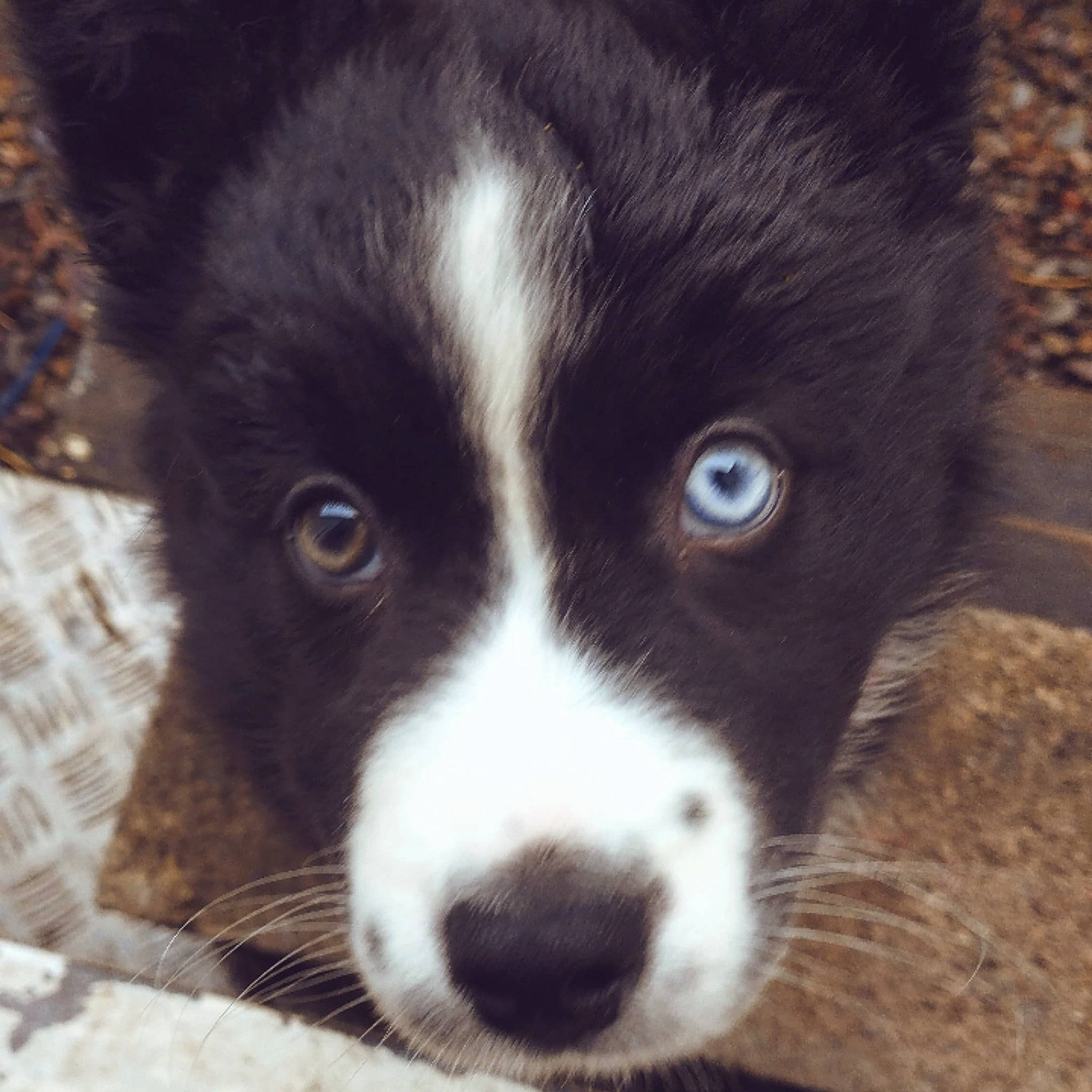 Under participe au concours pour gagner de l'argent avec cette photo : australian_collie, borador, border_collie, bored, canidae, carnivore, companion_dog, dog, dog_breed, eye, fur, herding_dog, puppy, snout, sporting_group, terrestrial_animal, whiskers, working_animal, working_dog