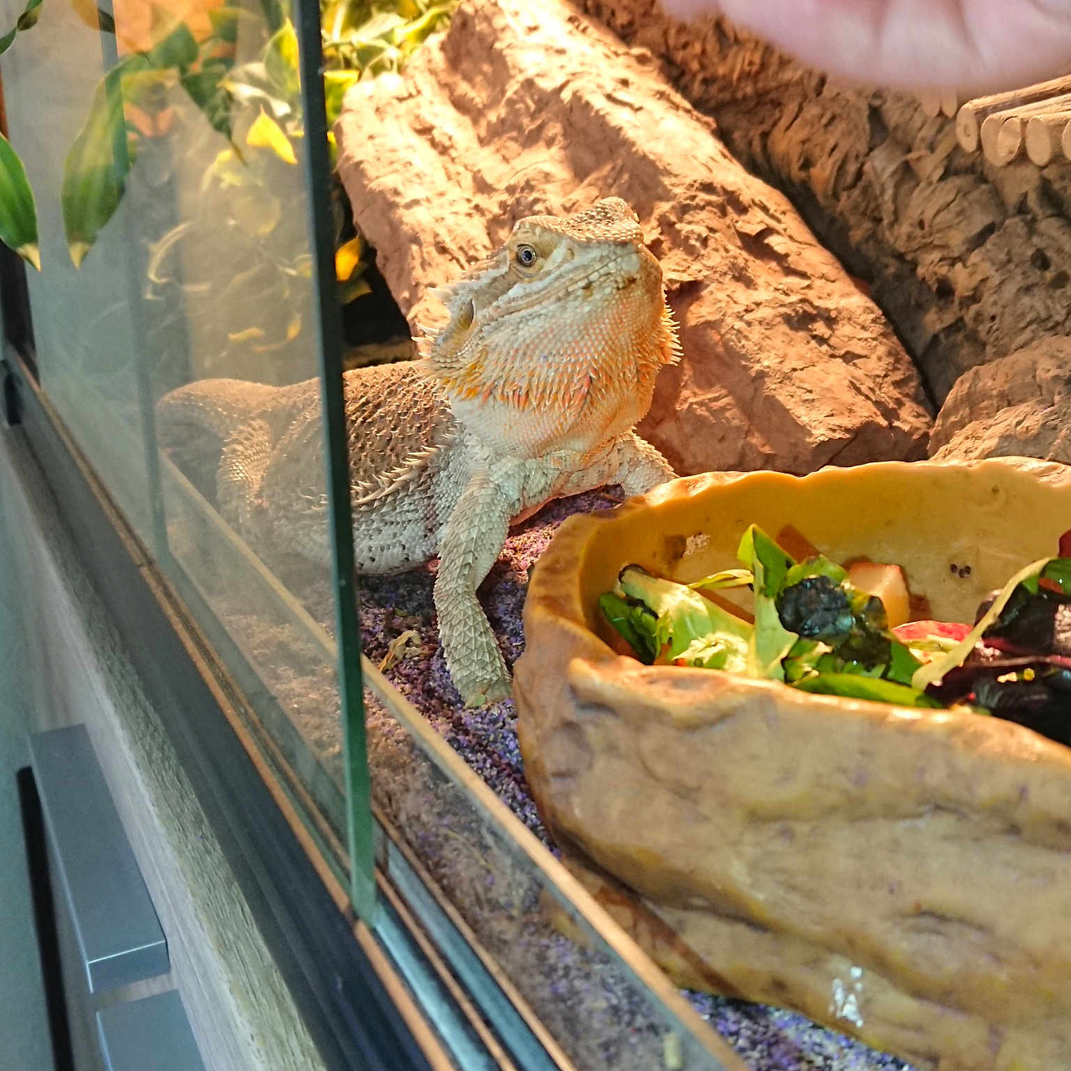 Chipie a rejoint le concours — aidez-le/la à gagner de superbes lots ! chameleon, iguania, lizard, reptile, scaled_reptile