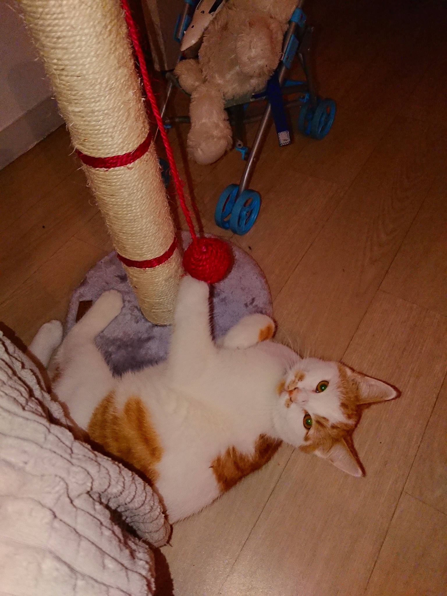 Omalo a rejoint le concours — aidez-le/la à gagner de superbes lots ! aegean_cat, carnivore, cat, claw, fawn, felidae, foot, fur, leg, paw, small_to_medium_sized_cats, tail, turkish_van, whiskers