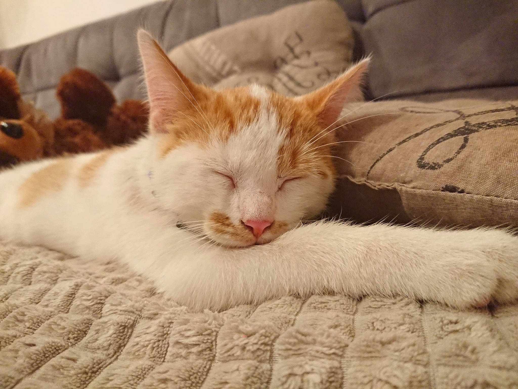 Omalo participe au concours pour gagner de l'argent avec cette photo : aegean_cat, carnivore, cat, comfort, domestic_short_haired_cat, ear, european_shorthair, eye, felidae, fur, furniture, kitten, nap, nose, sleep, small_to_medium_sized_cats, tabby_cat, turkish_van, whiskers