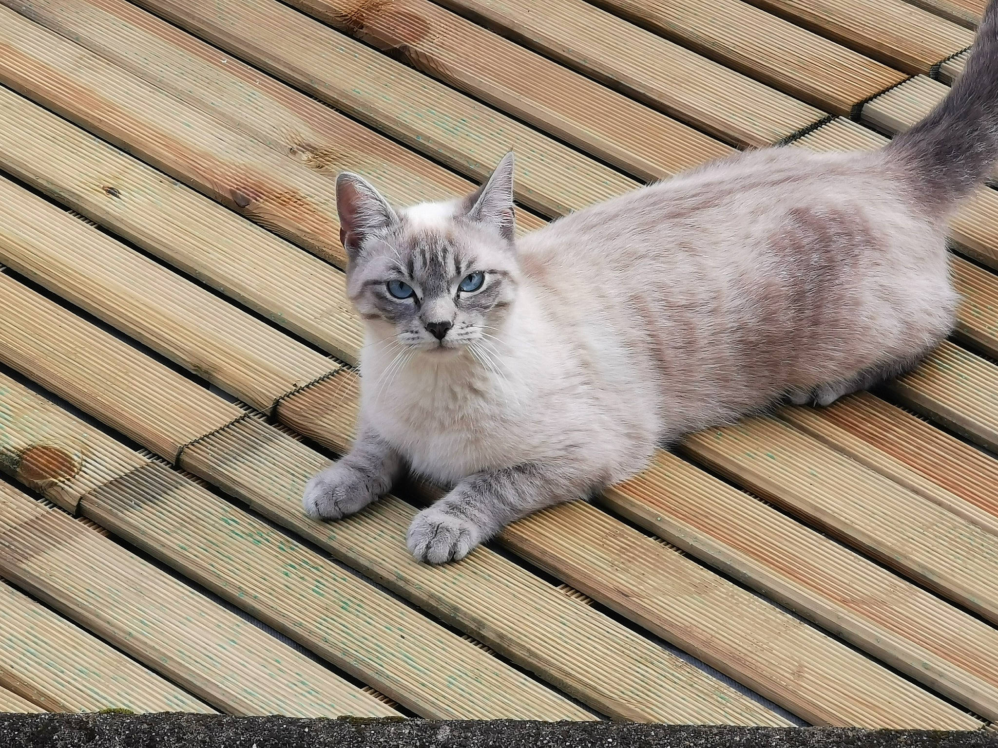 Rita participe au concours pour gagner de l'argent avec cette photo : carnivore, cat, comfort, domestic_short_haired_cat, eye, fawn, felidae, flooring, fur, grey, hardwood, line, paw, sitting, small_to_medium_sized_cats, snout, tail, terrestrial_animal, whiskers, wood