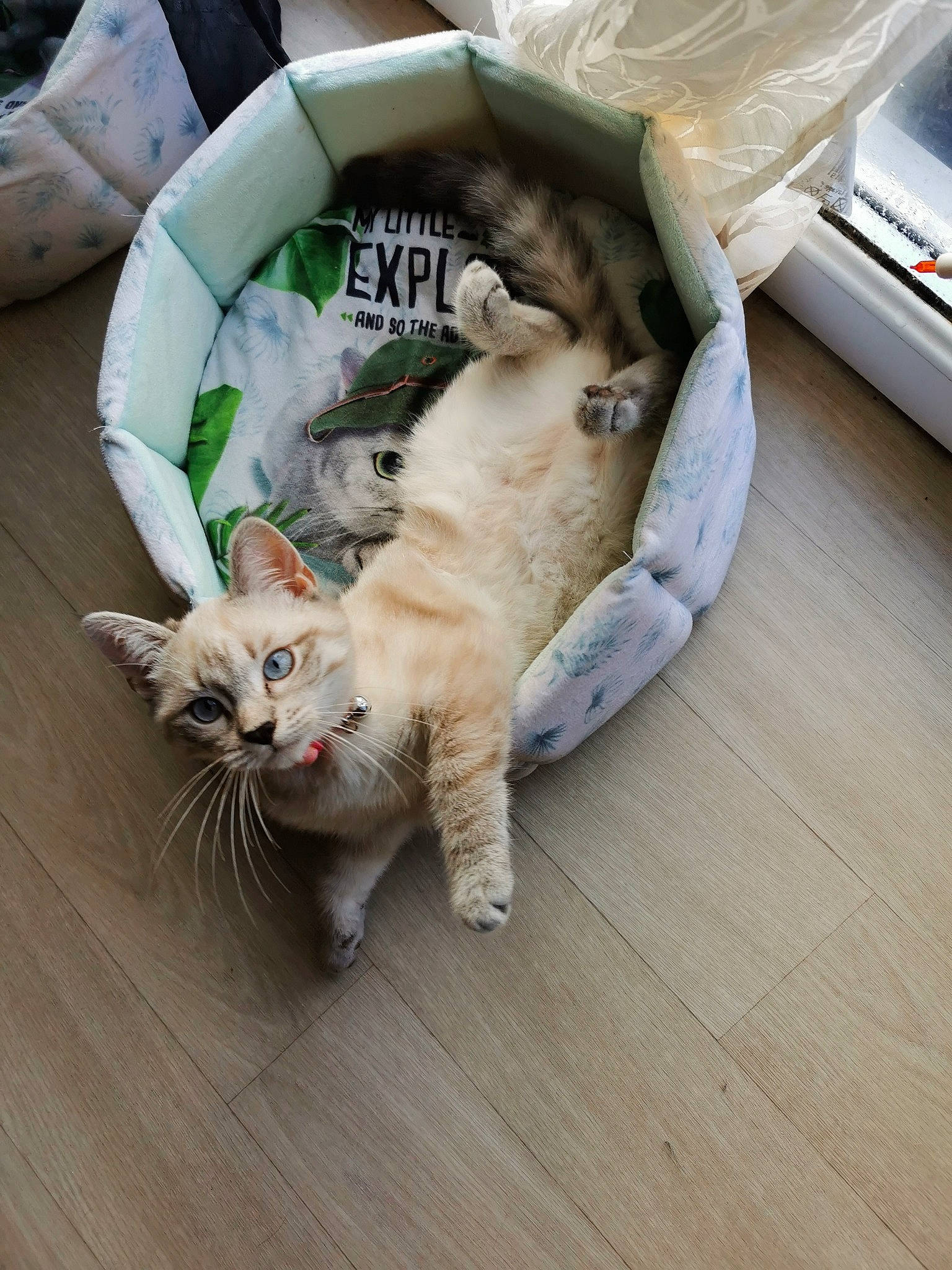 Rita participe au concours pour gagner de l'argent avec cette photo : canidae, carnivore, cat, comfort, companion_dog, dog_breed, domestic_short_haired_cat, fawn, felidae, floor, flooring, fur, hardwood, paw, small_to_medium_sized_cats, snout, sporting_group, tail, whiskers, wood