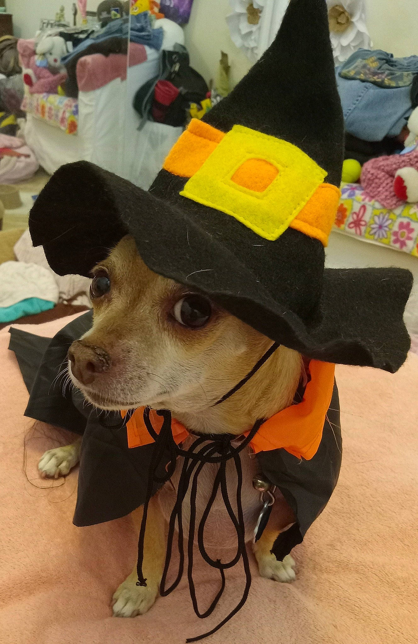 Pinky is registered to the contest to win money with this photo: cap, carnivore, collar, companion_dog, costume_hat, dog, dog_breed, dog_clothes, dog_collar, dog_supply, fawn, fedora, hat, headgear, leash, party_hat, personal_protective_equipment, pet_supply, snout, working_animal