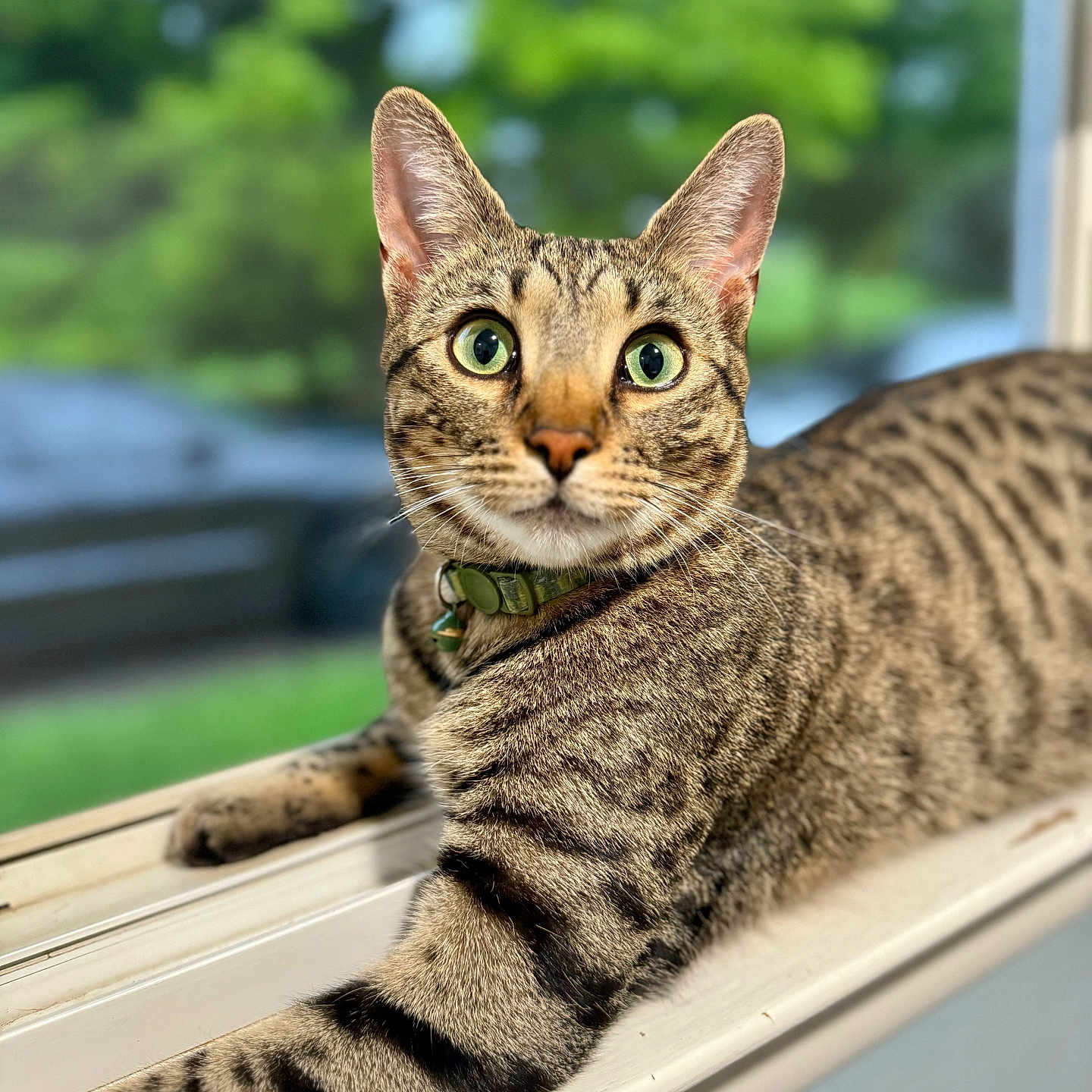 Zeke joined the competition — help win amazing prizes! abyssinian, animal, cat, egyptiancat, kitten, manx, ocelot, pet, window