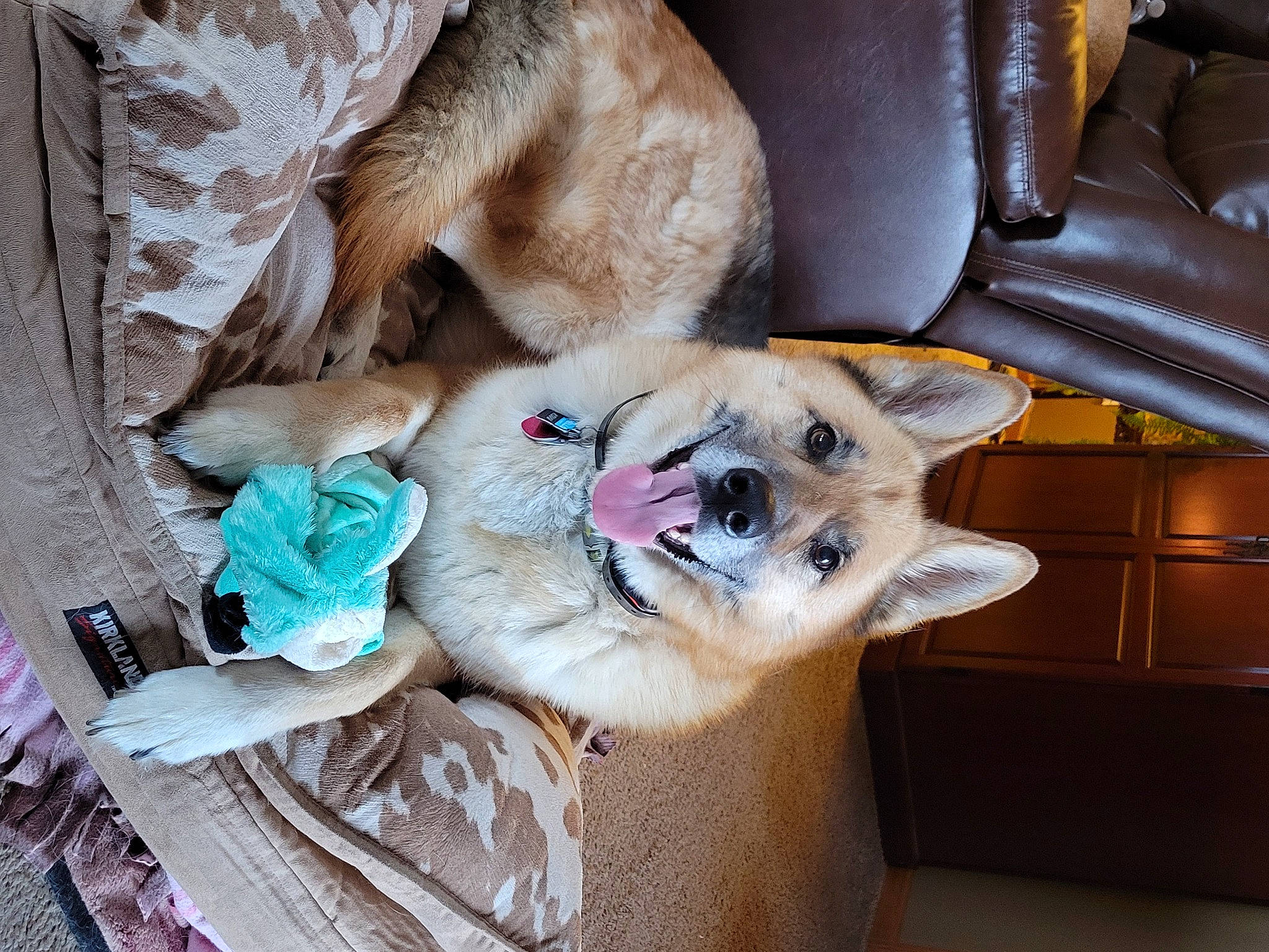 Kovu is registered to the contest to win money with this photo: carnivore, collar, comfort, companion_dog, couch, dog, dog_breed, dog_supply, fawn, felidae, flooring, fur, small_to_medium_sized_cats, spitz, tail, thai, toy_dog, whiskers, wood, working_animal