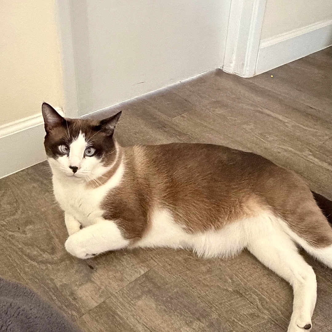 Ella joined the competition — help win amazing prizes! cat, indoor, floor, wooden_floor, blue_eyes, relaxed, resting, pet, animal, fur, whiskers, ears, tail, home, corner, brown_and_white, looking, curious, quiet, domestic