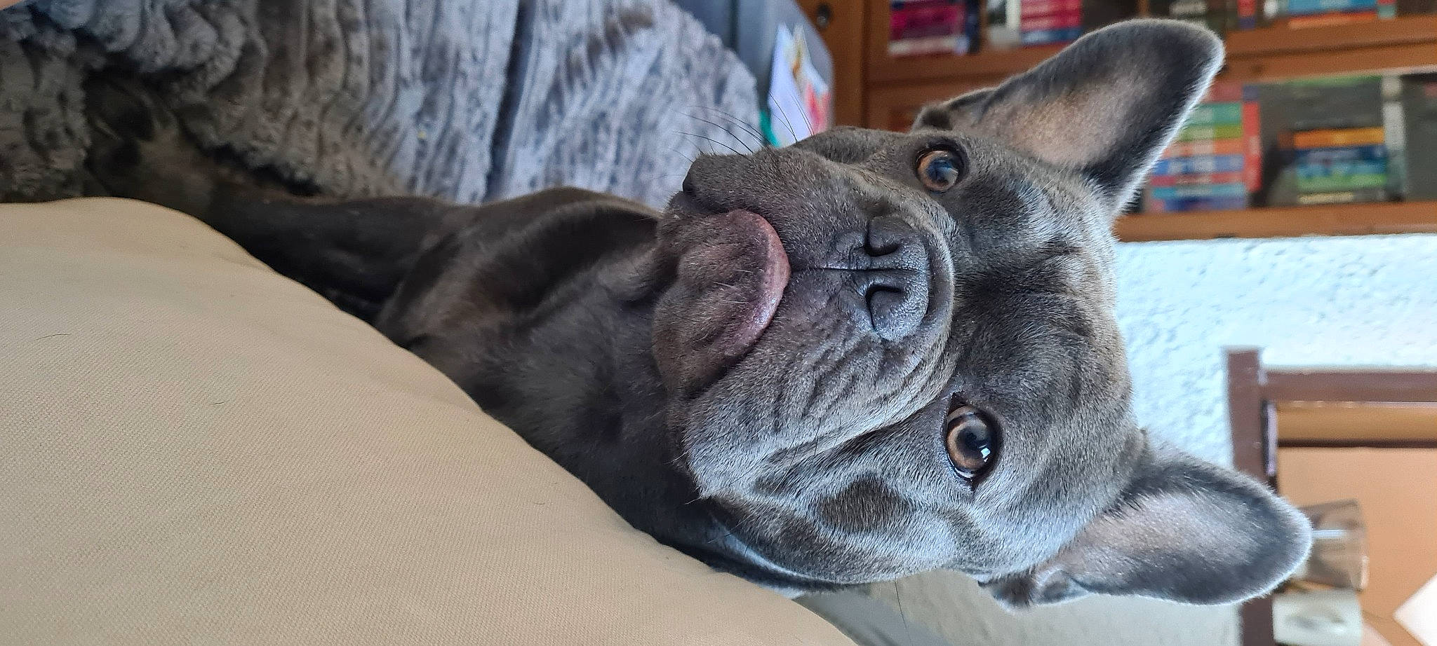 Taï a rejoint le concours — aidez-le/la à gagner de superbes lots ! carnivore, collar, comfort, companion_dog, dog, dog_breed, ear, eye, fawn, felidae, grey, non_sporting_group, sculpture, snout, sporting_group, terrestrial_animal, toy_dog, whiskers, working_animal, wrinkle