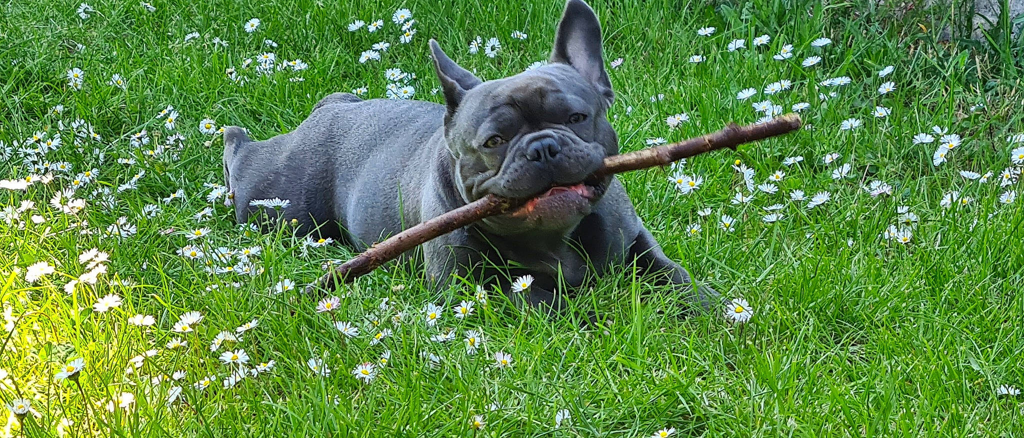 Taï participe au concours pour gagner de l'argent avec cette photo : biting, canidae, carnivore, companion_dog, dog, dog_breed, fawn, flower, grass, grassland, groundcover, mexican_hairless_dog, non_sporting_group, people_in_nature, plant, snout, sporting_group, terrestrial_animal, toy_dog, working_animal