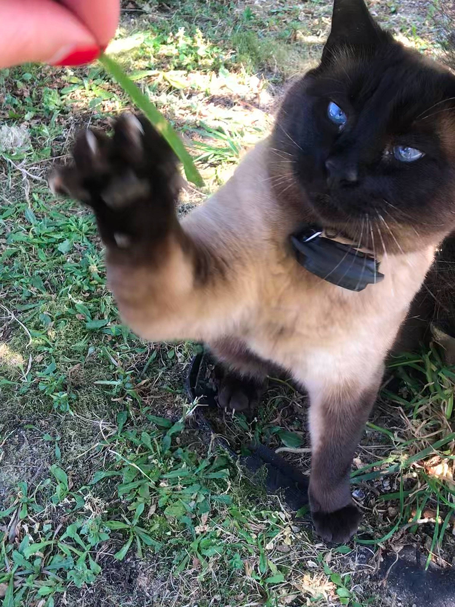 Razmoket a rejoint le concours — aidez-le/la à gagner de superbes lots ! balinese, black_cat, carnivore, cat, domestic_short_haired_cat, fawn, felidae, fur, grass, plant, siamese, sitting, small_to_medium_sized_cats, snout, tail, terrestrial_animal, thai, tree, whiskers, wildlife