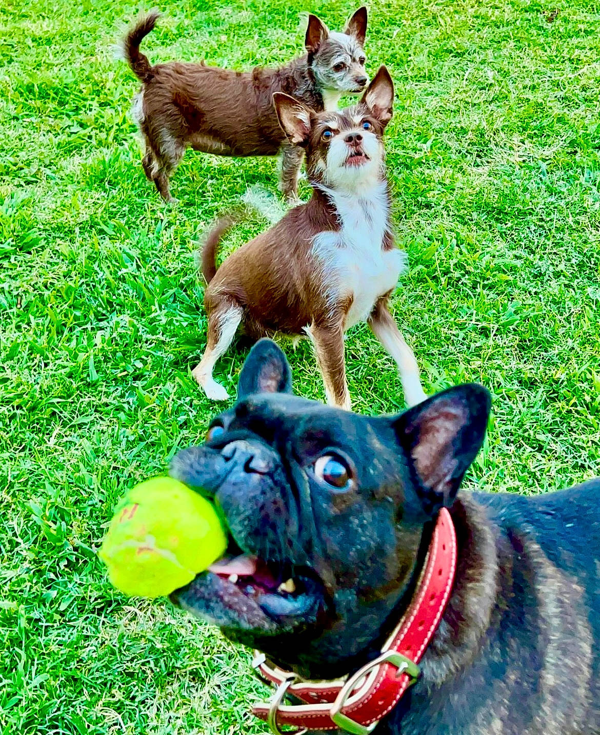 Pepe Bella Dolly is registered to the contest to win money with this photo: canidae, carnivore, collar, companion_dog, dog, dog_breed, dog_collar, dog_supply, fawn, grass, green, groundcover, lawn, liver, mammal, sporting_group, tail, terrestrial_animal, vertebrate, working_animal