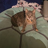 Dot is registered to the contest to win money with this photo: cat, tabby, pet, animal, indoor, cushion, blanket, furniture, bell, collar, fur, whiskers, paws, resting, looking, cute, cozy, domestic, mammal, relaxed