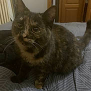 Athéna participe au concours pour gagner de l'argent avec cette photo : animal, bed, bedspread, cat, comfort, cozy, curious, cute, domestic, eyes, feline, fur, home, indoor, pattern, pet, resting, striped, tortoiseshell, whiskers