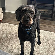 Tucker is registered to the contest to win money with this photo: dog, black_dog, pet, indoor, carpet, living_room, floor, fireplace, furniture, collar, tag, canine, animal, cute, alert, brown_eyes, standing, home, cozy, domestic