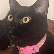 Ember is registered to the contest to win money with this photo: black_cat, cat, pet, close_up, yellow_eyes, pink_collar, whiskers, indoor, fur, animal, cute, domestic_cat, alert, portrait, feline, mammal, collar_bell, curious, face, ears