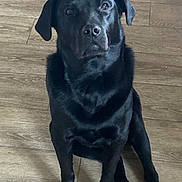 Ray a rejoint le concours — aidez-le/la à gagner de superbes lots ! dog, black_dog, pet, canine, indoor, wooden_floor, sitting, looking_up, animal, mammal, domestic_animal, cute, fur, ears, nose, paws, companion, friendly, alert, house_pet