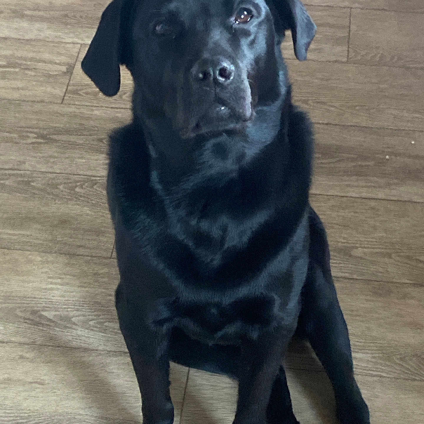 Ray a rejoint le concours — aidez-le/la à gagner de superbes lots ! alert, animal, black_dog, canine, companion, cute, dog, domestic_animal, ears, friendly, fur, house_pet, indoor, looking_up, mammal, nose, paws, pet, sitting, wooden_floor