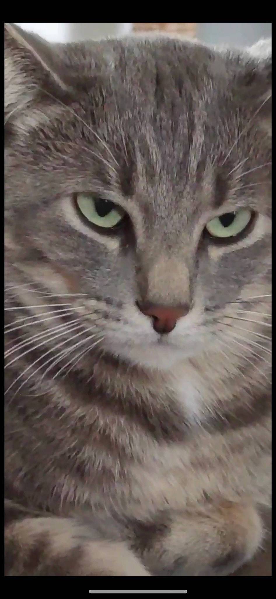 Prince participe au concours pour gagner de l'argent avec cette photo : art, carnivore, cat, close_up, domestic_short_haired_cat, eye, felidae, fur, grey, hair, head, rectangle, small_to_medium_sized_cats, snout, terrestrial_animal, whiskers, wildlife