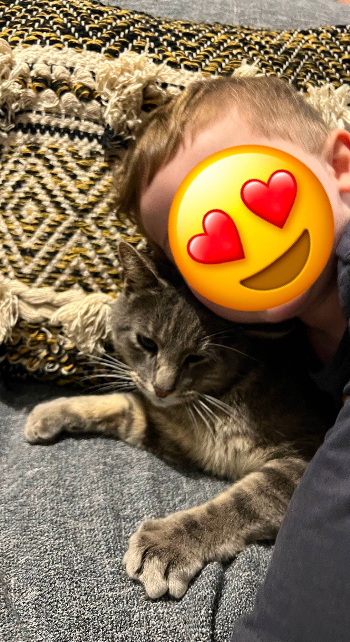 Prince participe au concours pour gagner de l'argent avec cette photo : carnivore, cat, comfort, domestic_short_haired_cat, eyewear, fawn, felidae, fur, gesture, happy, nose, paw, plant, small_to_medium_sized_cats, stuffed_toy, tail, toy, tree, whiskers, wood