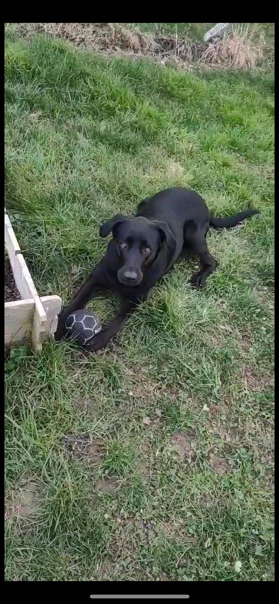 Odys a rejoint le concours — aidez-le/la à gagner de superbes lots ! borador, canidae, carnivore, collar, companion_dog, dog, dog_breed, dog_collar, grass, gun_dog, hunting_dog, non_sporting_group, plant, snout, sporting_group, tail, terrestrial_animal, working_animal