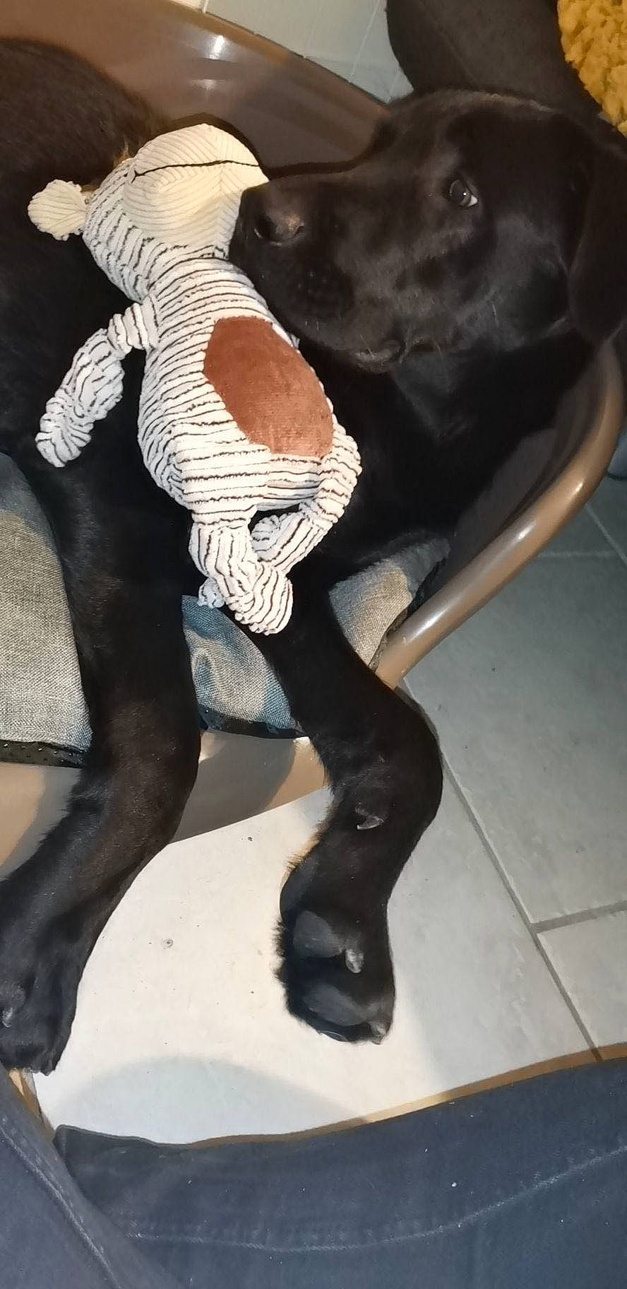 Odys participe au concours pour gagner de l'argent avec cette photo : art, black_hair, calf, canidae, comfort, fawn, felidae, fictional_character, foot, fur, human_body, human_leg, knee, leg, pantyhose, snout, stocking, tail, thigh, trunk