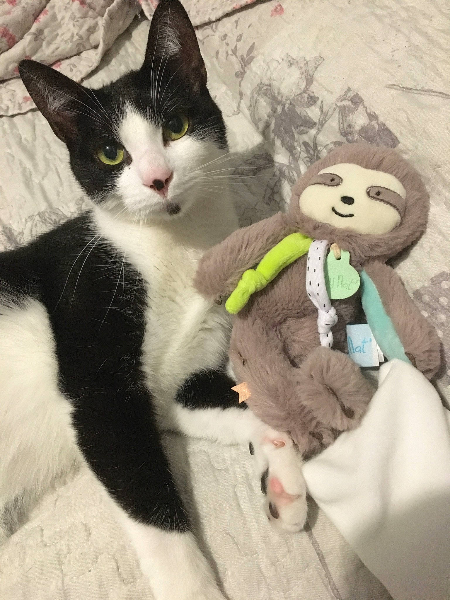 Pepsi a rejoint le concours — aidez-le/la à gagner de superbes lots ! carnivore, cat, claw, comfort, domestic_short_haired_cat, eye, felidae, fur, gesture, head, lap, linens, paw, plush, small_to_medium_sized_cats, snout, stuffed_toy, tail, toy, whiskers