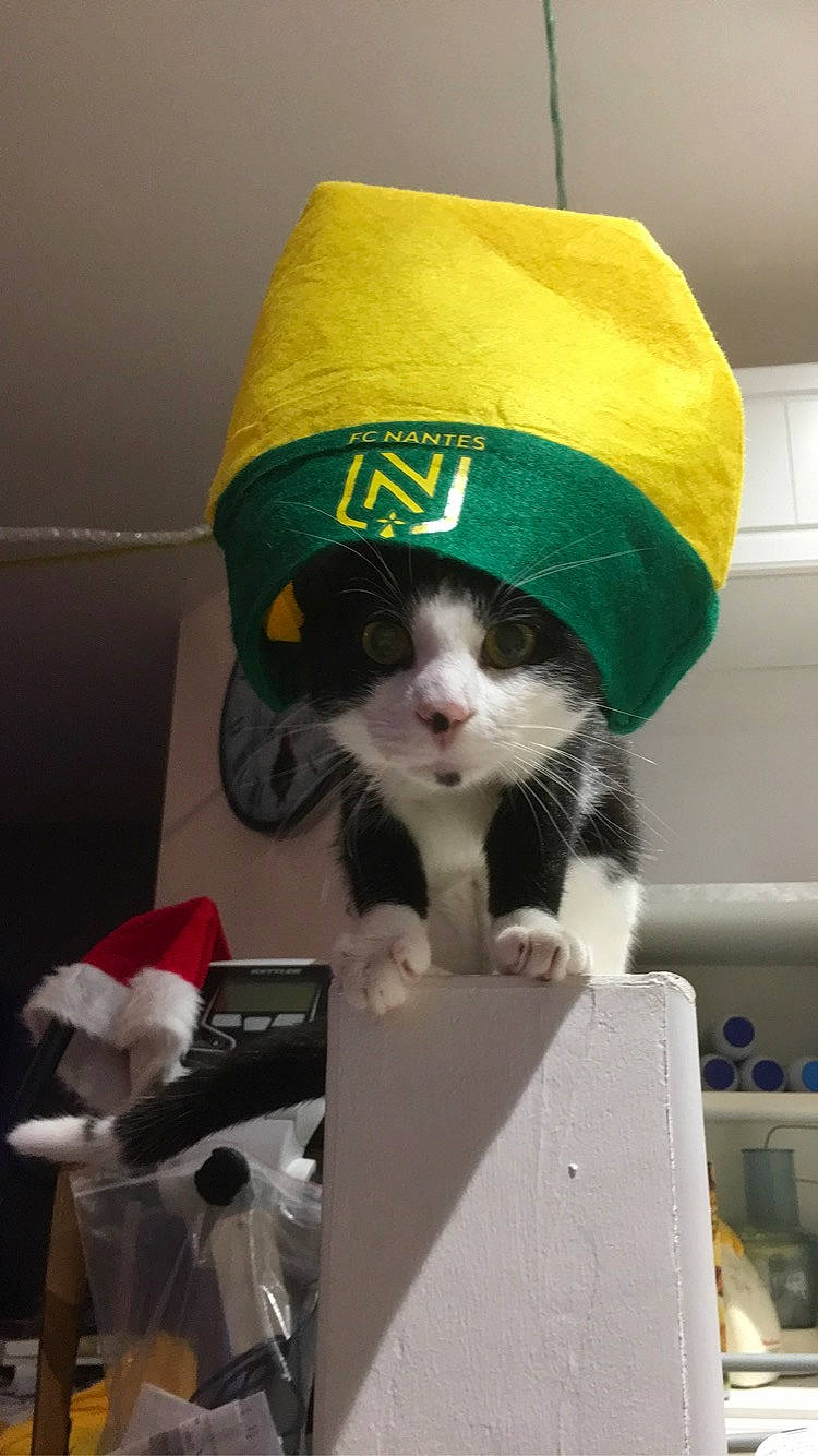 Pepsi a rejoint le concours — aidez-le/la à gagner de superbes lots ! beanie, box, cap, carnivore, cat, costume_hat, domestic_short_haired_cat, fashion_accessory, felidae, fur, hat, personal_protective_equipment, plush, room, shipping_box, small_to_medium_sized_cats, snout, stuffed_toy, tail, whiskers