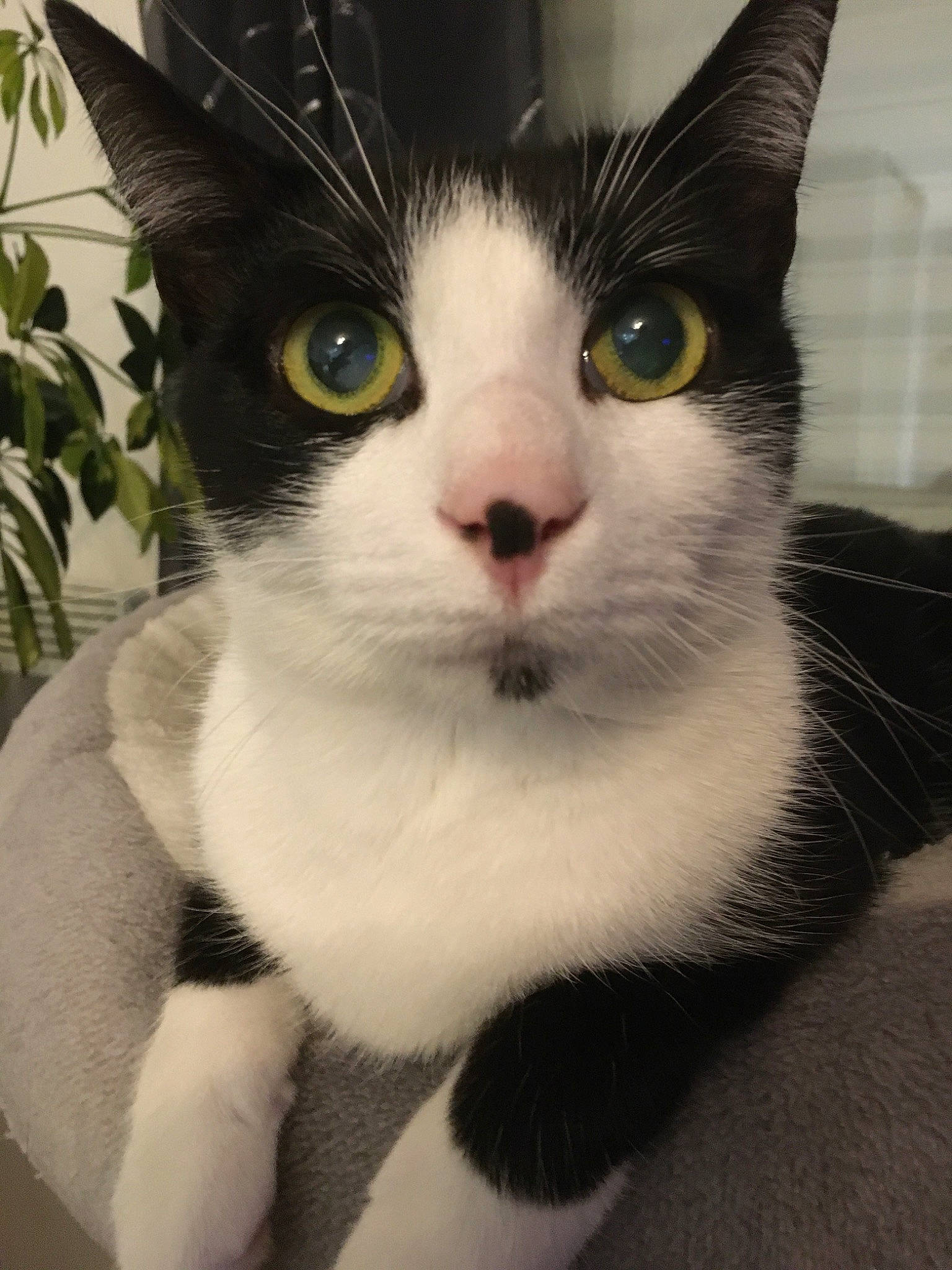 Pepsi a rejoint le concours — aidez-le/la à gagner de superbes lots ! carnivore, cat, claw, domestic_short_haired_cat, eye, felidae, fur, hair, head, human_body, leg, paw, plant, sitting, small_to_medium_sized_cats, snout, tail, terrestrial_animal, whiskers, window