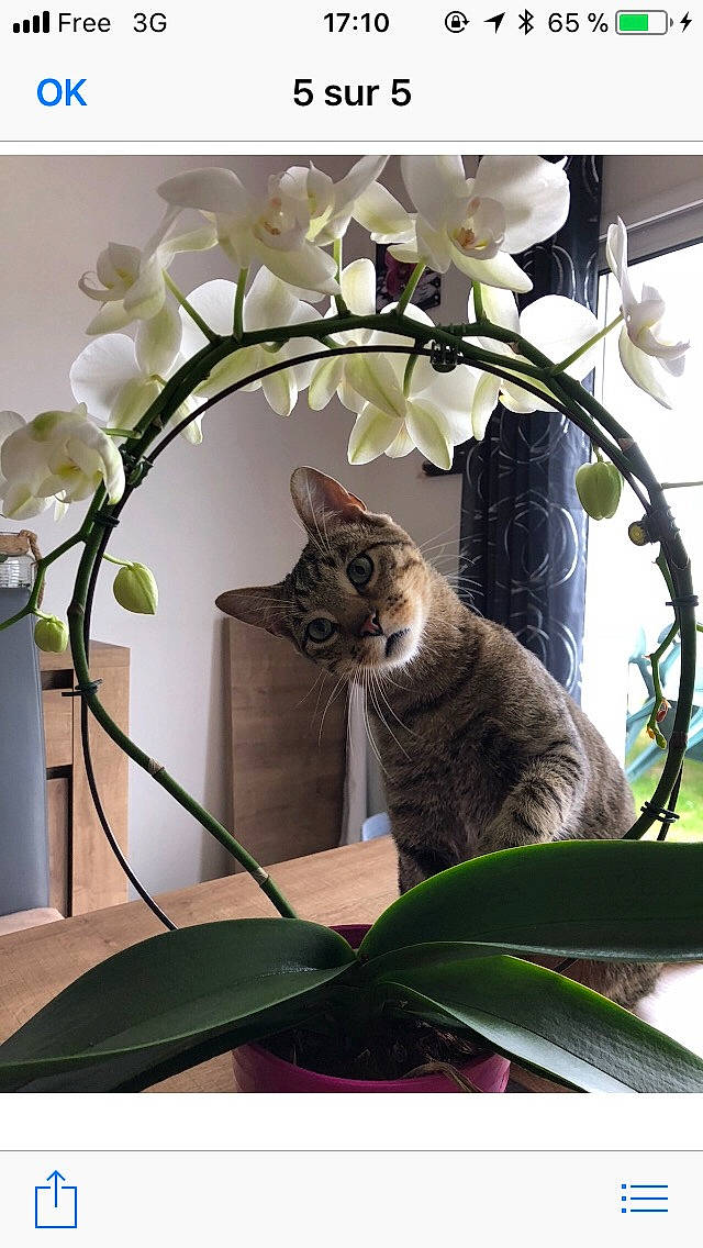 Neggets a rejoint le concours — aidez-le/la à gagner de superbes lots ! botany, branch, carnivore, cat, felidae, flower, flowerpot, grass, houseplant, leaf, nature, organism, petal, plant, small_to_medium_sized_cats, terrestrial_plant, tree, twig, vertebrate, whiskers