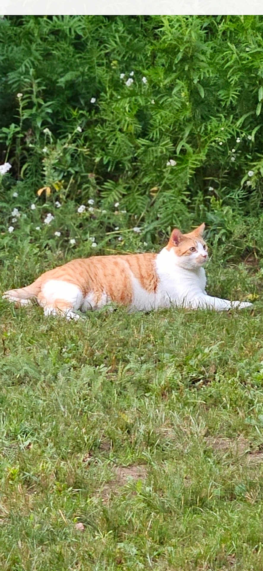 Ziggy