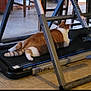 Ziggy is registered to the contest to win money with this photo: cat, orange_cat, white_cat, treadmill, indoor, floor, chair, wooden_chair, pet, resting, relaxed, feline, animal, domestic_animal, side_view, striped_tail, exercise_equipment, quiet, home, lazy_cat