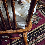 Ziggy joined the competition — help win amazing prizes! cat, orange_and_white, chair, wooden, indoor, curious, pet, feline, floor_rug, patterned_rug, cozy, domestic, animal, close_up, fur, whiskers, paw, home, comfort, looking