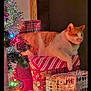 Ziggy is registered to the contest to win money with this photo: cat, christmas_tree, holiday, presents, gift_wrap, orange_cat, white_cat, indoor, festive, decorations, lights, relaxed, feline, holiday_decor, celebration, cozy, animal, tree_lights, plush, resting