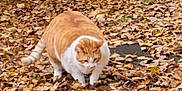 Ziggy is registered to the contest to win money with this photo: cat, orange_cat, white_cat, autumn, fallen_leaves, leaf_litter, forest_floor, outdoor, nature, trees, green_leaves, yellow_leaves, animal, walking, pet, mammal, fall_season, camouflage, curious, paws
