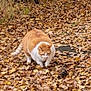 cat, orange_cat, white_cat, autumn, fallen_leaves, leaf_litter, forest_floor, outdoor, nature, trees, green_leaves, yellow_leaves, animal, walking, pet, mammal, fall_season, camouflage, curious, paws
