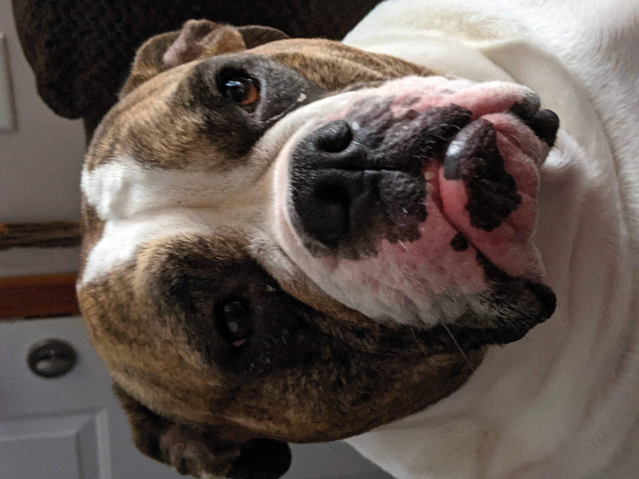 Bella is registered to the contest to win money with this photo: bored, boxer, canidae, carnivore, collar, companion_dog, dog, dog_breed, dog_collar, eye, fawn, fur, paw, pet_supply, snout, sporting_group, terrestrial_animal, whiskers, working_animal, wrinkle