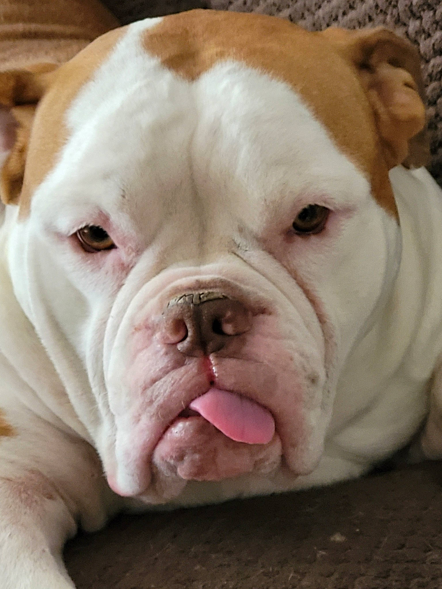 Willow is registered to the contest to win money with this photo: bulldog, canidae, carnivore, close_up, comfort, companion_dog, dog, dog_breed, dorset_olde_tyme_bulldogge, fawn, molosser, non_sporting_group, peach, snout, sporting_group, terrestrial_animal, whiskers, working_animal, wrinkle