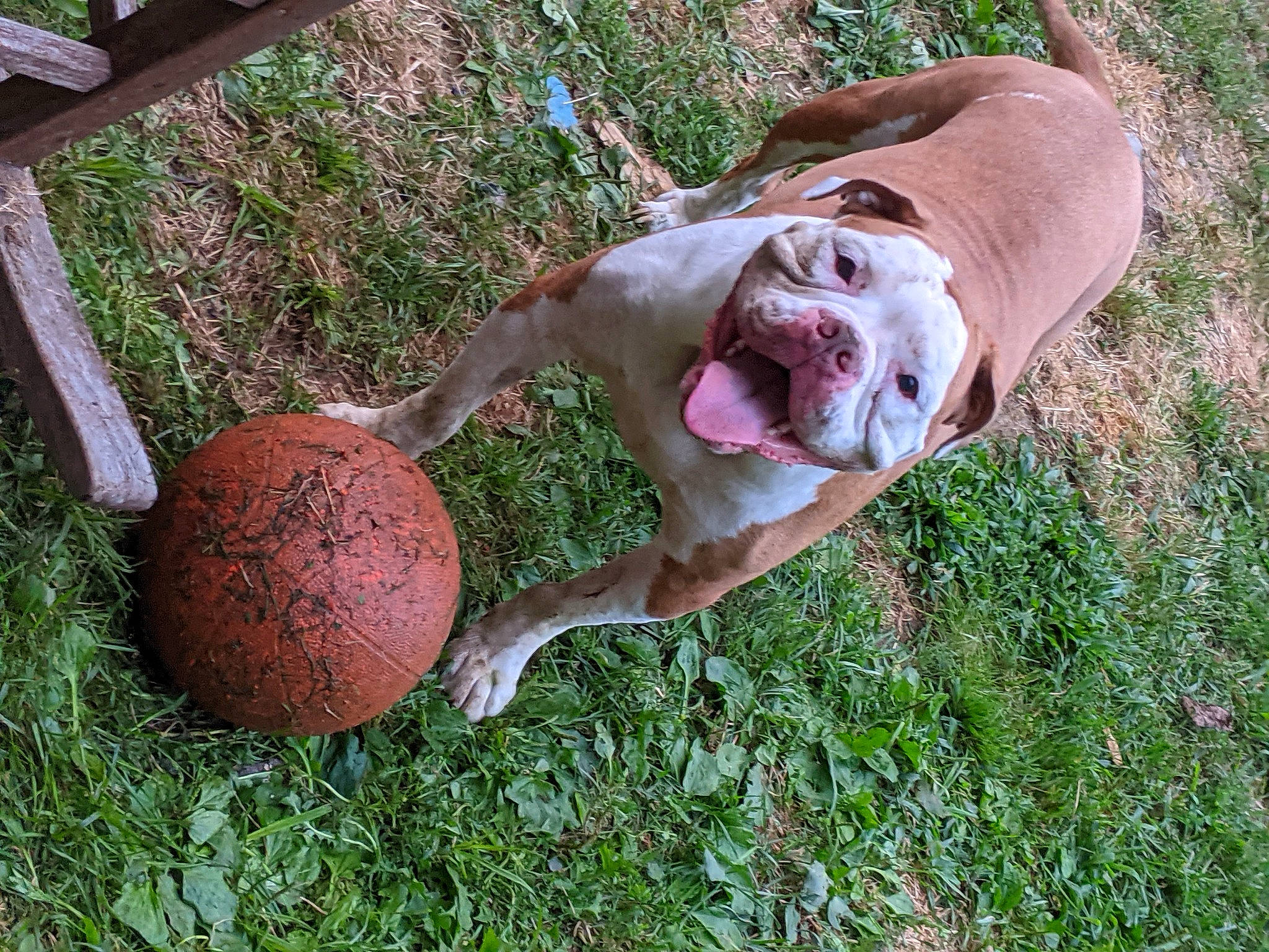 Willow is registered to the contest to win money with this photo: ball, canidae, carnivore, companion_dog, dog, dog_breed, fawn, foot, grass, liver, plant, snout, sporting_group, sports_toy, tail, terrestrial_animal, tree, trunk, wildlife, wood