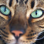 Plume participe au concours pour gagner de l'argent avec cette photo : cat, feline, close_up, portrait, face, eyes, green_eyes, whiskers, nose, tabby, spotted_fur, brown_fur, animal, pet, staring, macro, indoors, photography, cute, dramatic