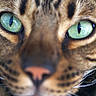 cat, feline, close_up, portrait, face, eyes, green_eyes, whiskers, nose, tabby, spotted_fur, brown_fur, animal, pet, staring, macro, indoors, photography, cute, dramatic