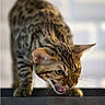 Plume participe au concours pour gagner de l'argent avec cette photo : cat, bengal_cat, spotted, striped, feline, pet, animal, open_mouth, teeth, whiskers, ears, eyes, standing, alert, playful, indoor, closeup, portrait, stairs, fur
