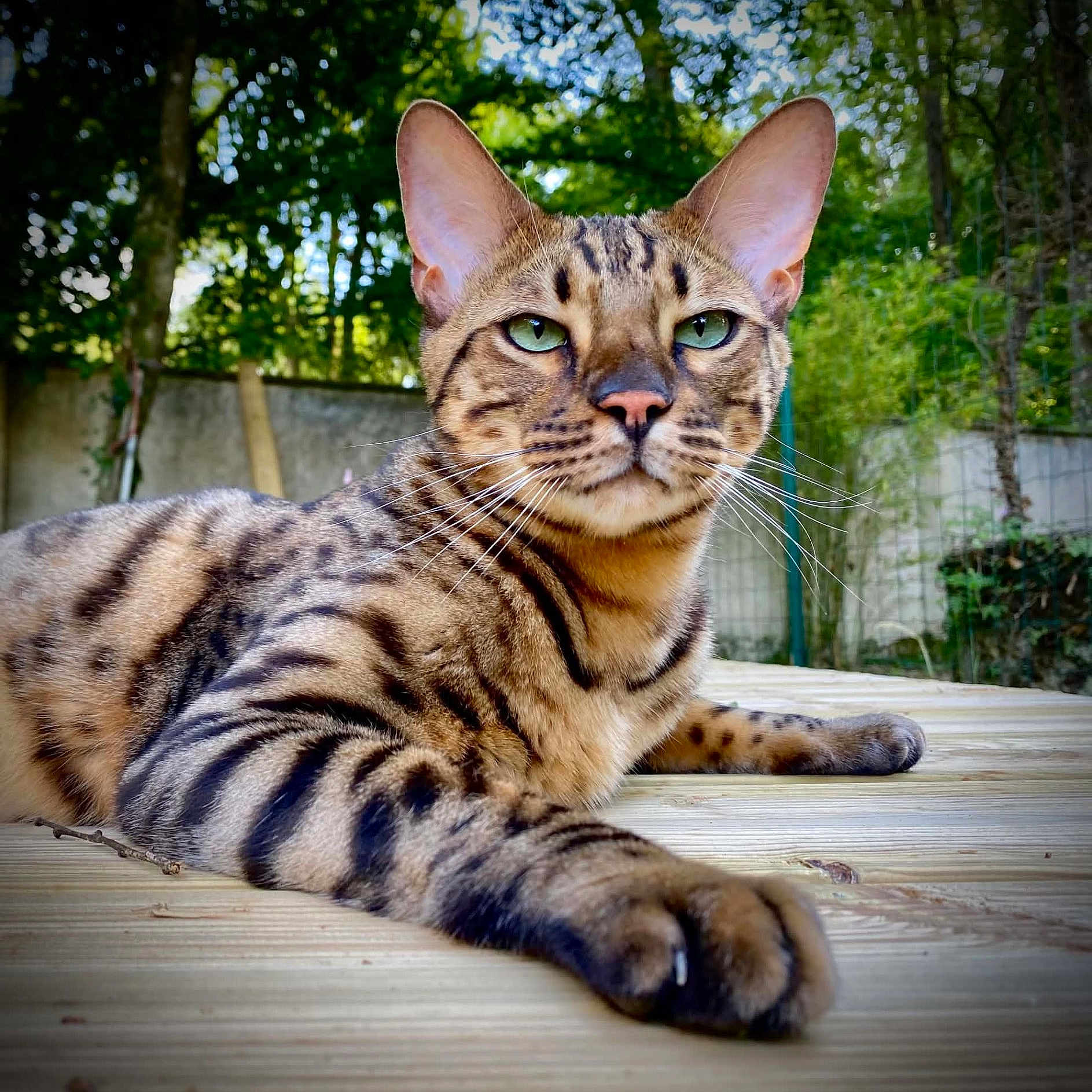 Plume a rejoint le concours — aidez-le/la à gagner de superbes lots ! cat, feline, spotted_coat, striped_fur, blue_eyes, whiskers, ears, nose, face, animal, pet, lying_down, relaxed, outdoor, forest, trees, greenery, wooden_deck, close_up, portrait