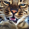 Plume participe au concours pour gagner de l'argent avec cette photo : cat, tabby_cat, feline, close_up, portrait, green_eyes, open_mouth, teeth, whiskers, nose, fur, striped_fur, paw, animal, pet, staring, dramatic, funny, indoor, photography