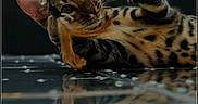 Plume a rejoint le concours — aidez-le/la à gagner de superbes lots ! cat, bengal_cat, feline, spotted_coat, striped_face, green_eyes, whiskers, large_ears, raised_paw, claws, lying_down, playful, curious, reflection, glossy_surface, indoor, dark_background, close_up, pet, animal_photography