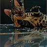 cat, bengal_cat, feline, spotted_coat, striped_face, green_eyes, whiskers, large_ears, raised_paw, claws, lying_down, playful, curious, reflection, glossy_surface, indoor, dark_background, close_up, pet, animal_photography