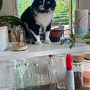 Rico a rejoint le concours — aidez-le/la à gagner de superbes lots ! black_and_white_cat, cat, cleaning_product, countertop, domestic_animal, glass_bottle, greenery, houseplant, indoor, kitchen, kitchenware, natural_light, paper_towel, pet, plant, potted_plant, still_life, tabletop, window, wooden_surface