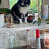 black_and_white_cat, cat, cleaning_product, countertop, domestic_animal, glass_bottle, greenery, houseplant, indoor, kitchen, kitchenware, natural_light, paper_towel, pet, plant, potted_plant, still_life, tabletop, window, wooden_surface